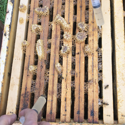 2020_12_12 Traitement anti-varroa et plans ruche kenyane